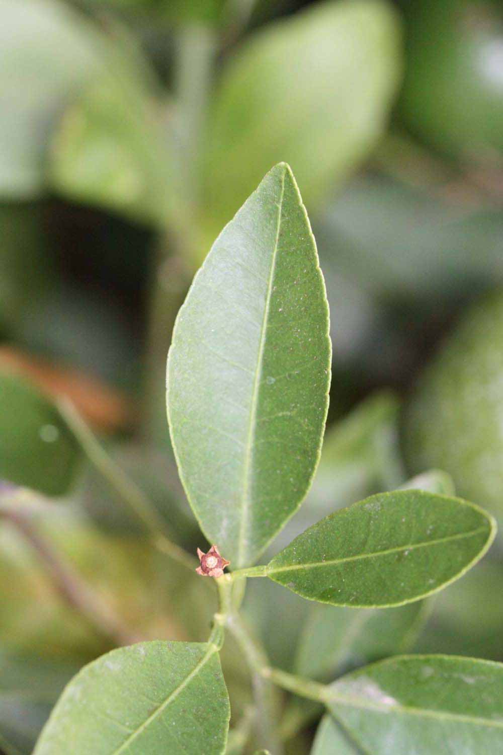              Unifoliolate leaf (Riverside, CA)       